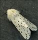 2060 (72.02) White Ermine